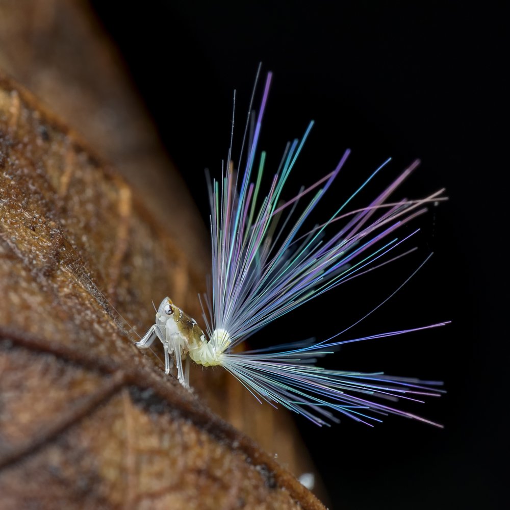 Photograph by VOON YIAN KHIAM