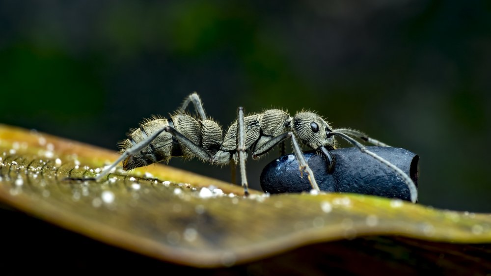 Honey, I bought you a new luggage!