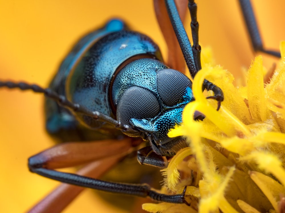 Colorful Beetle Enjoying Meal