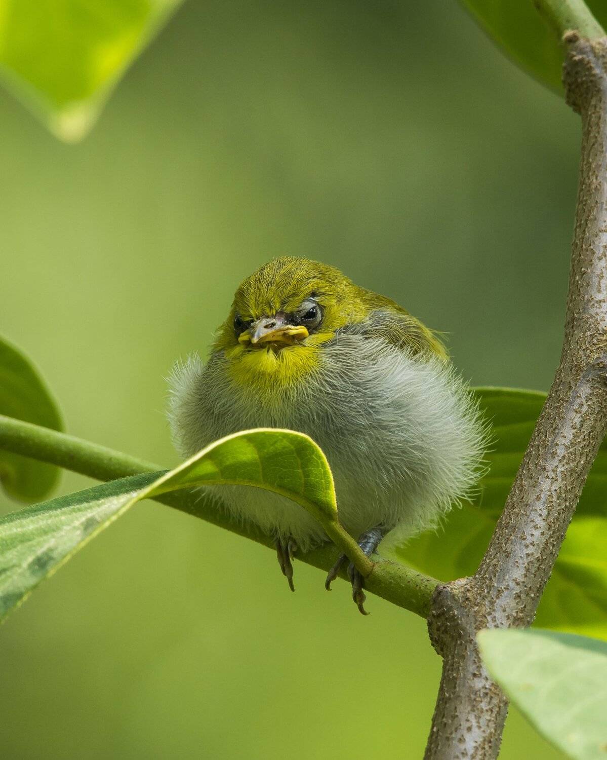 Angry Bird