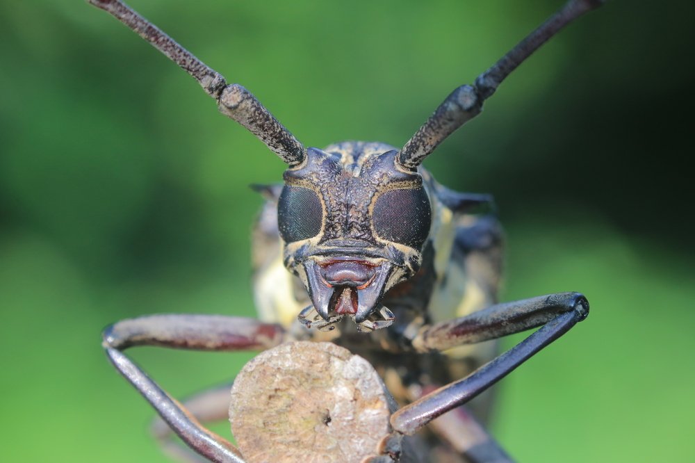 Photograph by Sahabuddin Sk