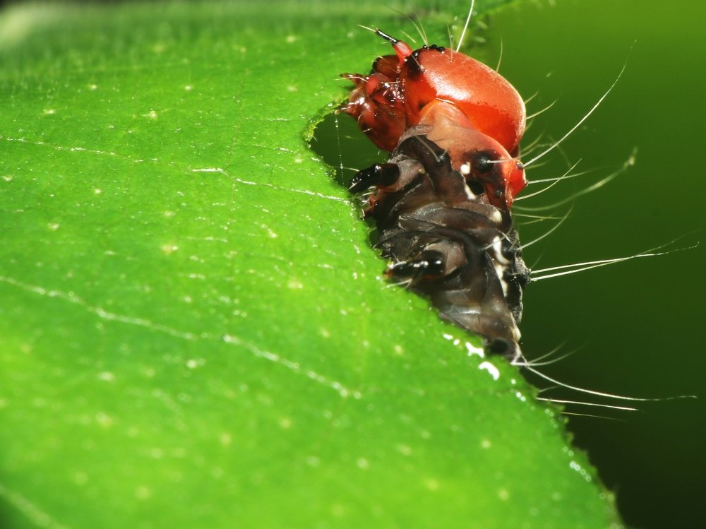 Photograph by Sahabuddin Sk