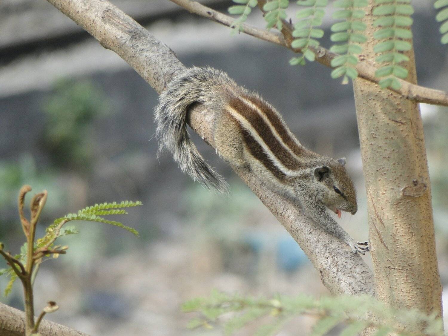 Chipmunk