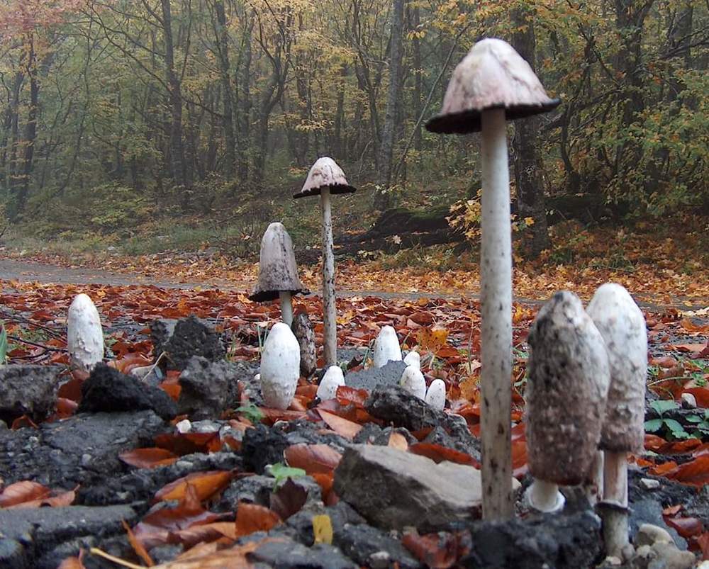 Photograph by Ali Aliyev