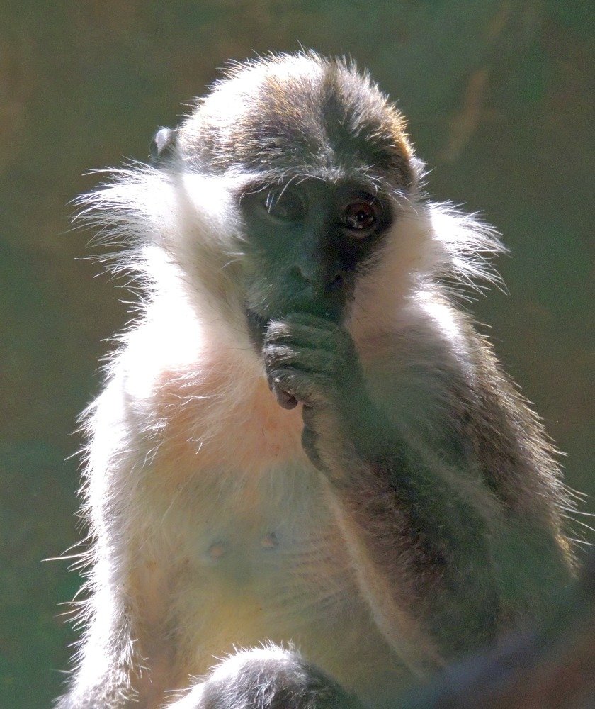 Зеленая мартышка