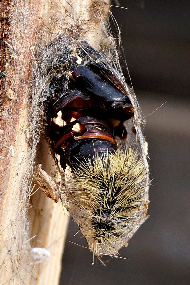 Гусеница в коконе