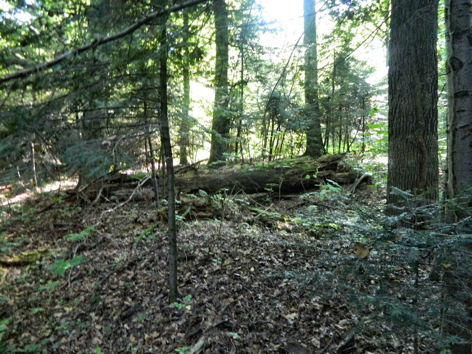 Photo #4058818