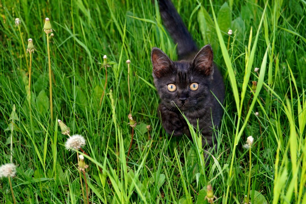 Кот Викинг на прогулке