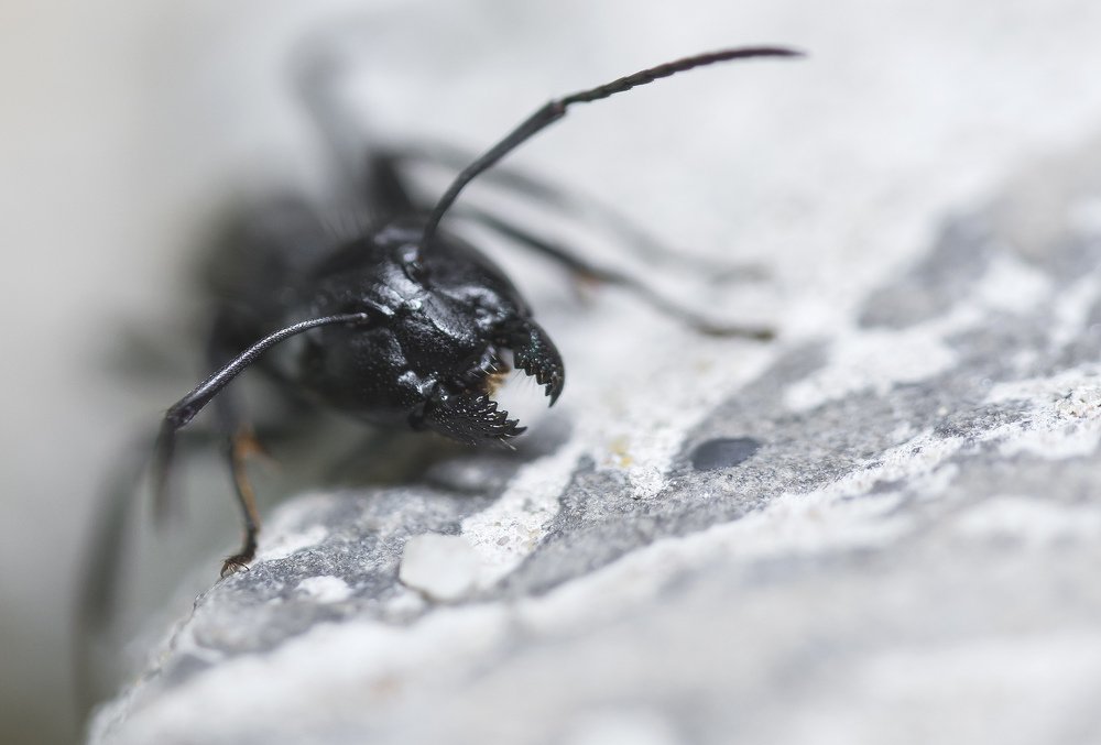 Фотография автора Coxika Chovan