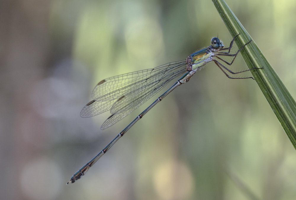 Фотография автора Coxika Chovan