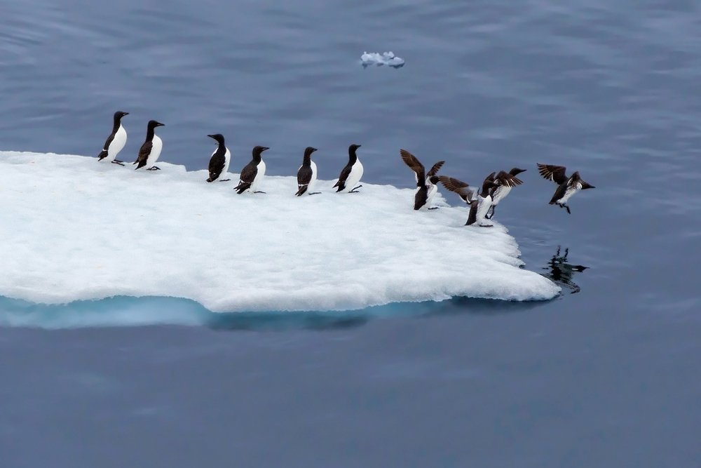 А-ля пингвинчики