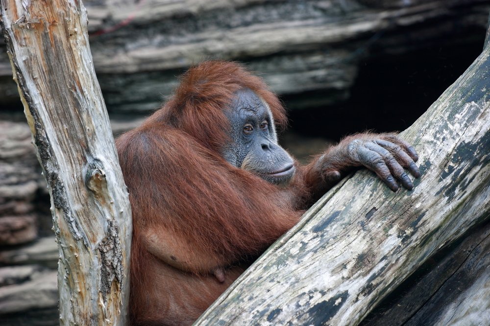 ... ну смотрите... смотрите...