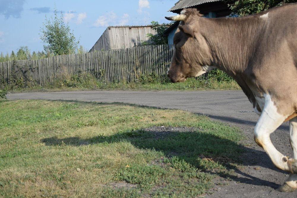Photograph by Танзиля Завьялова
