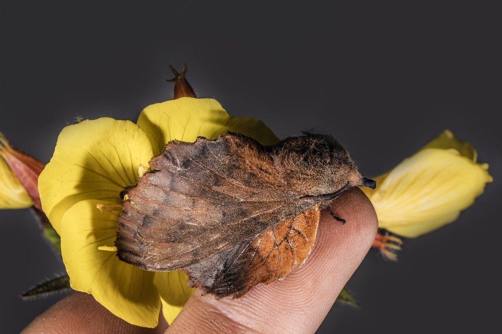 A moth sleeps on a finger