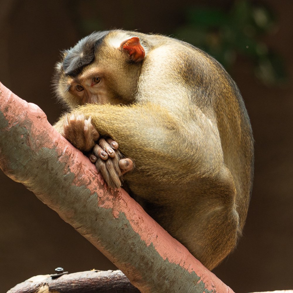 Фотография автора Петр Богомазов