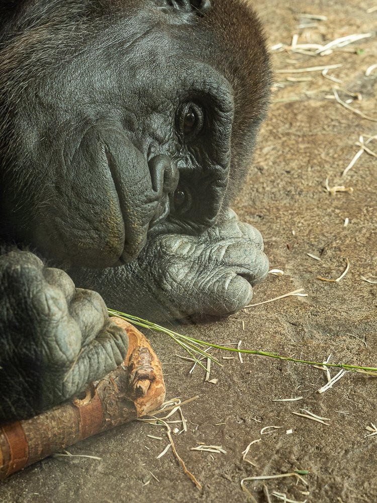 Фотография автора Петр Богомазов