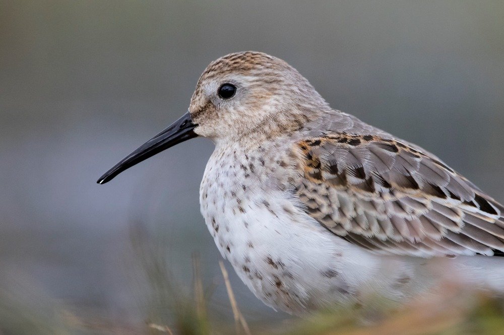 Чернозобик