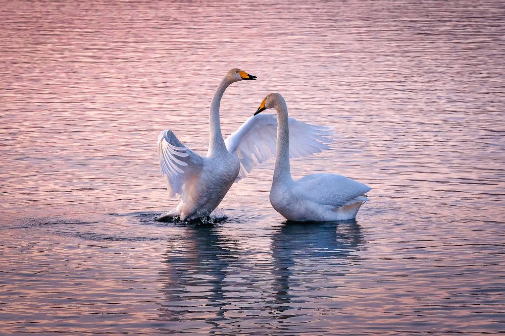 Photograph by Алексей Вымятнин