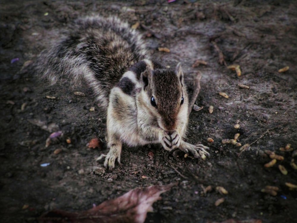 Wildlife