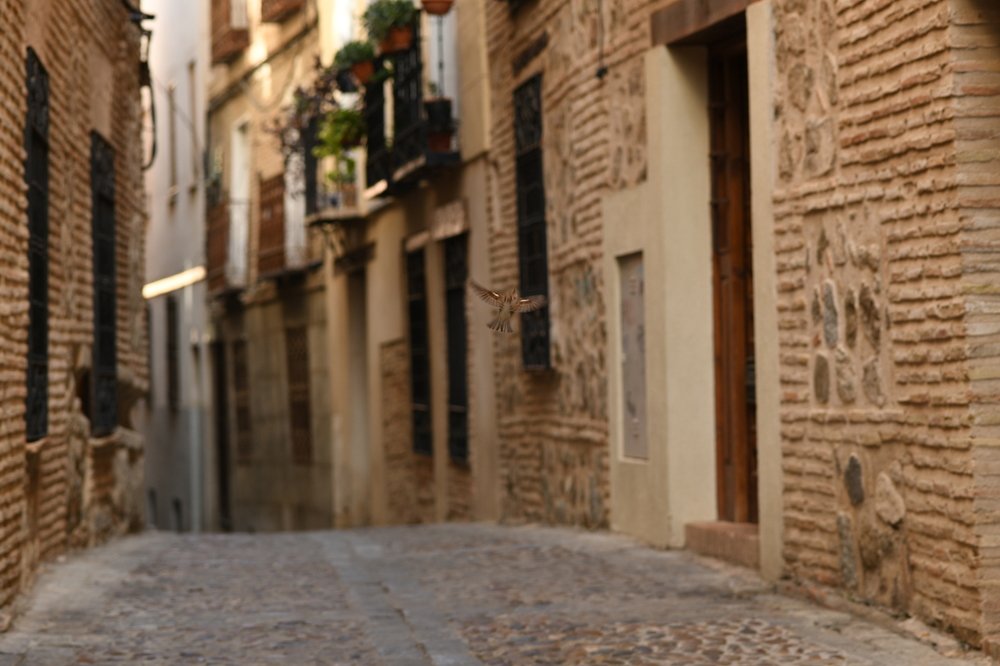 Воробей, хозяин улицы...