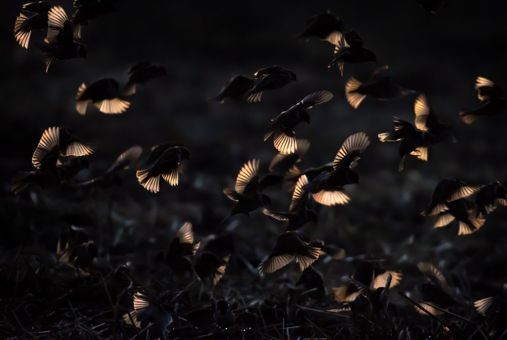 Новогоднее настроение без снега
