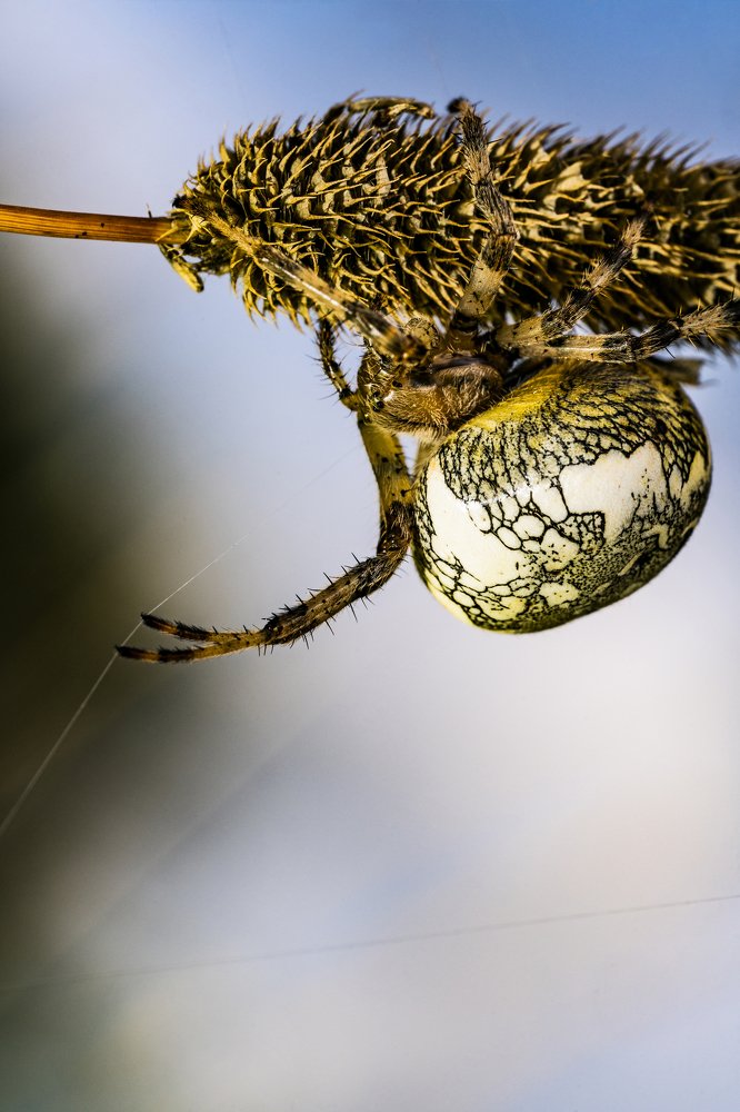 Control white spider webs on a light background
