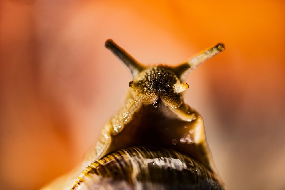 Grape snail on the background of dawn