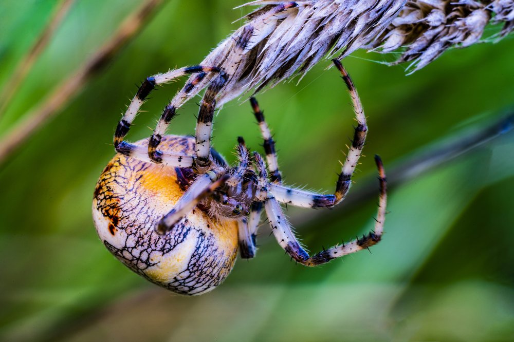 Spider holding a blade of grass