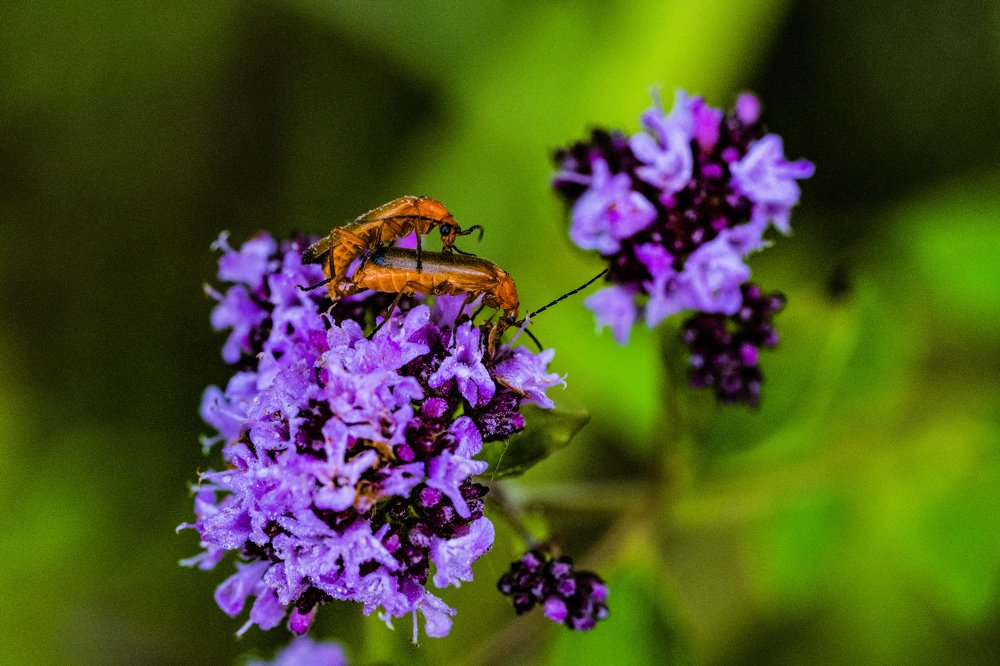 Photograph by ilvars speismanis