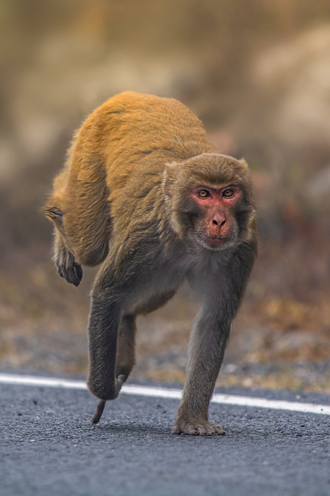 Photograph by  Debjyoti Sarkar