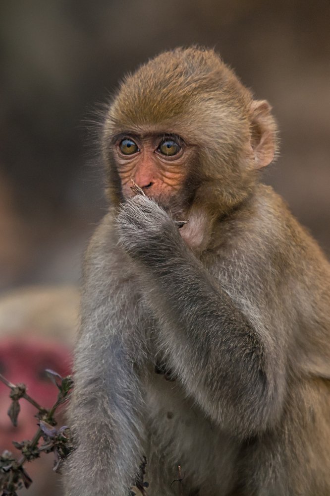 Photograph by  Debjyoti Sarkar