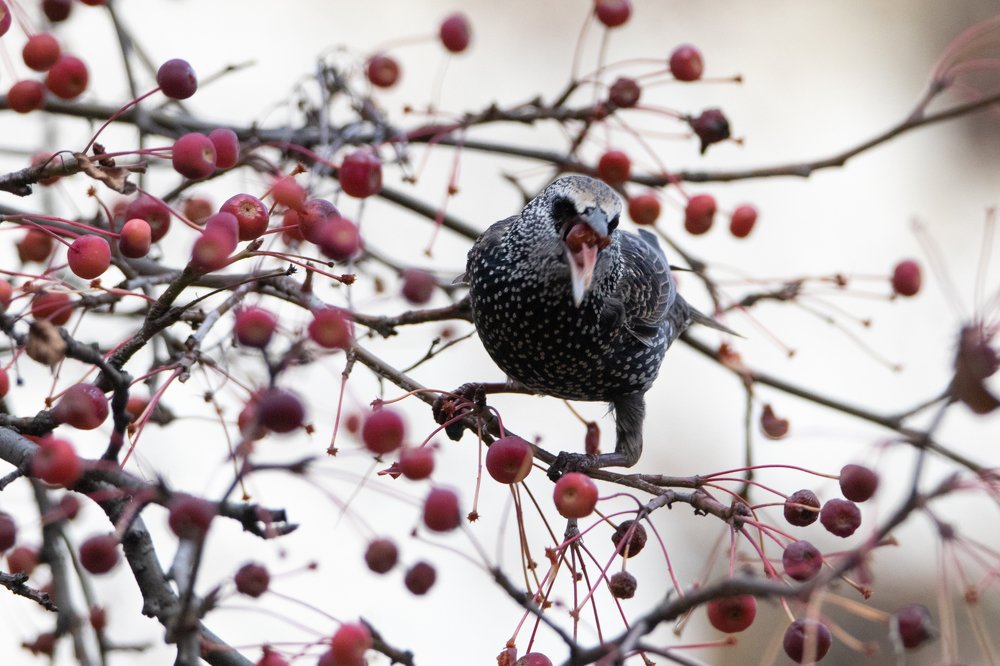 Photograph by Георгий Ковалев