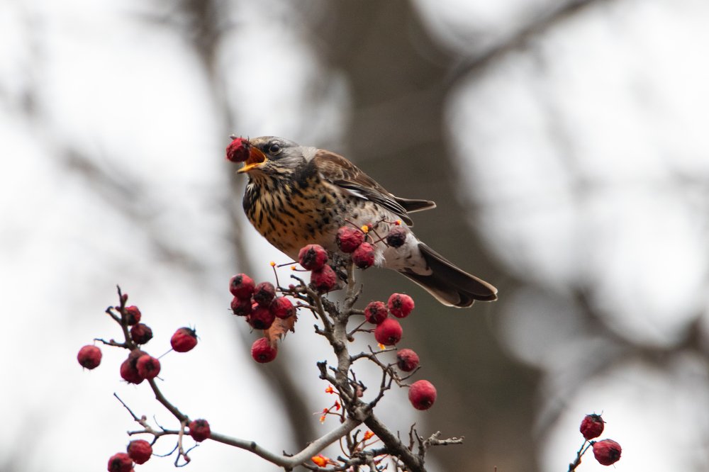 Photograph by Георгий Ковалев