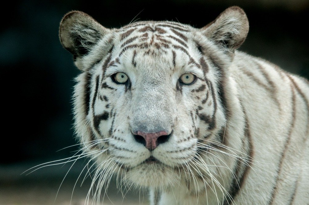 Photograph by Jose Dominguez