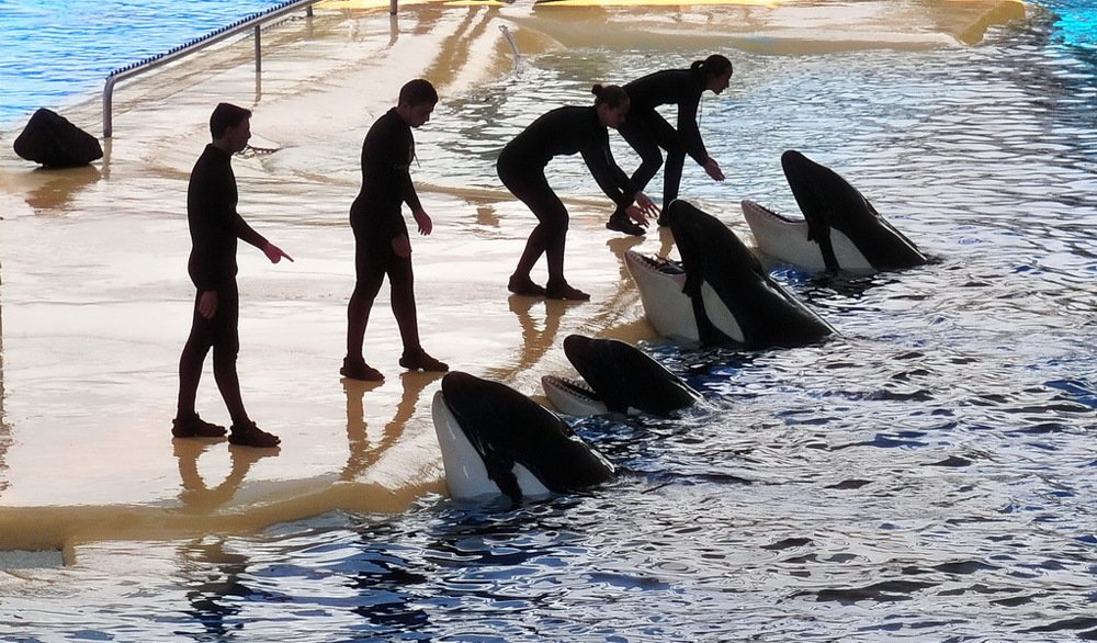 Тенерифе, Лоро парк