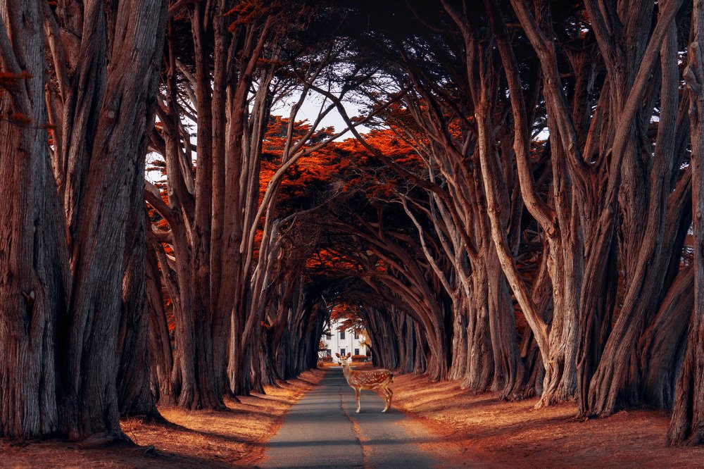 Cypress tree tunnel