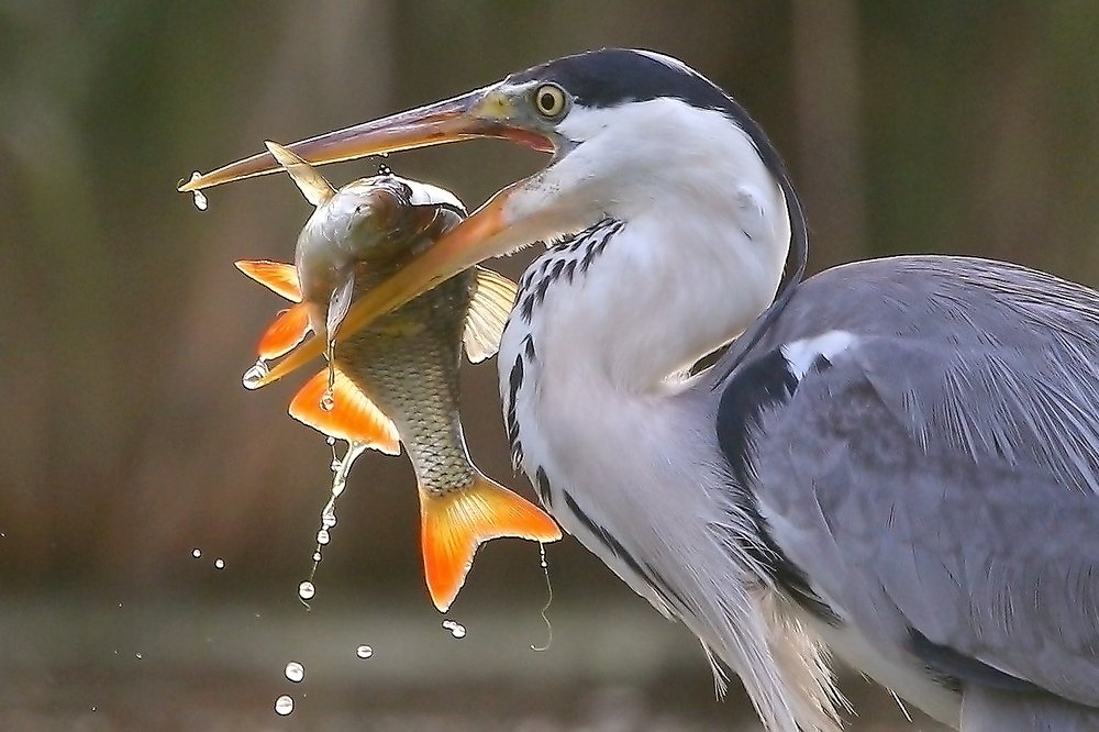 Photograph by Константин Слободчук