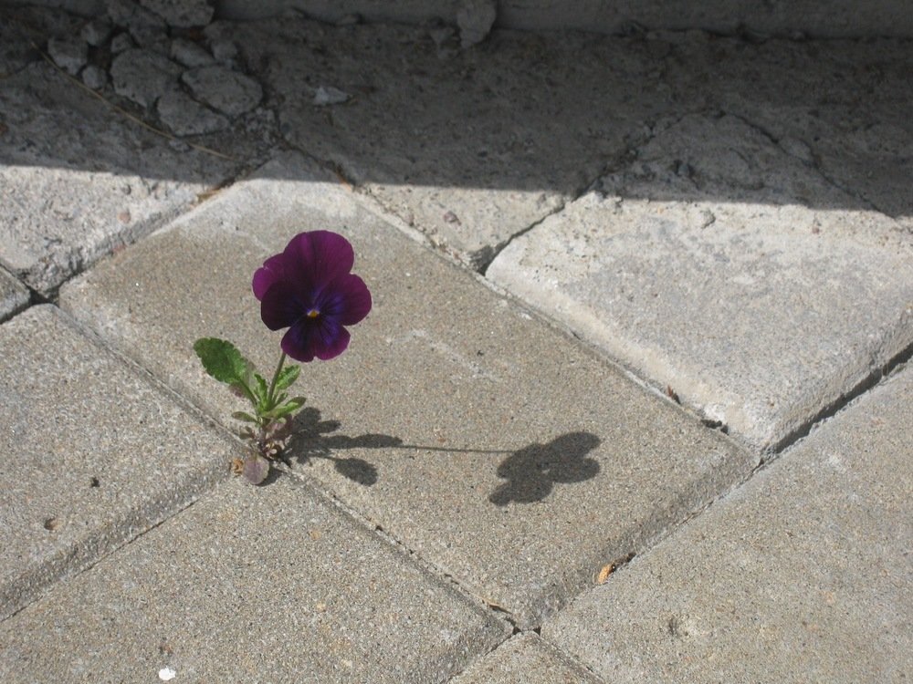 Photograph by нина кутчиева