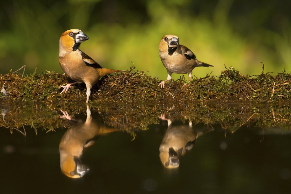 Photograph by Predrag Kostin