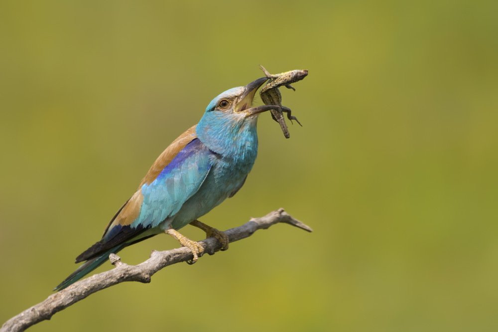 Photograph by Predrag Kostin