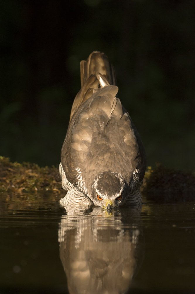 Photograph by Predrag Kostin