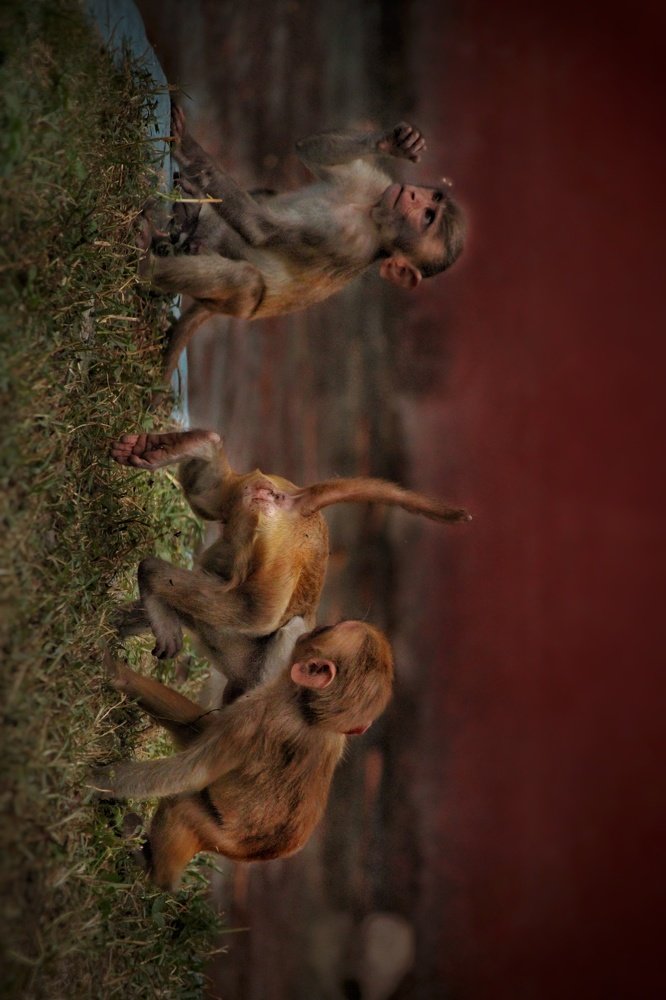 Photograph by Sai kumar Bheemanaboina