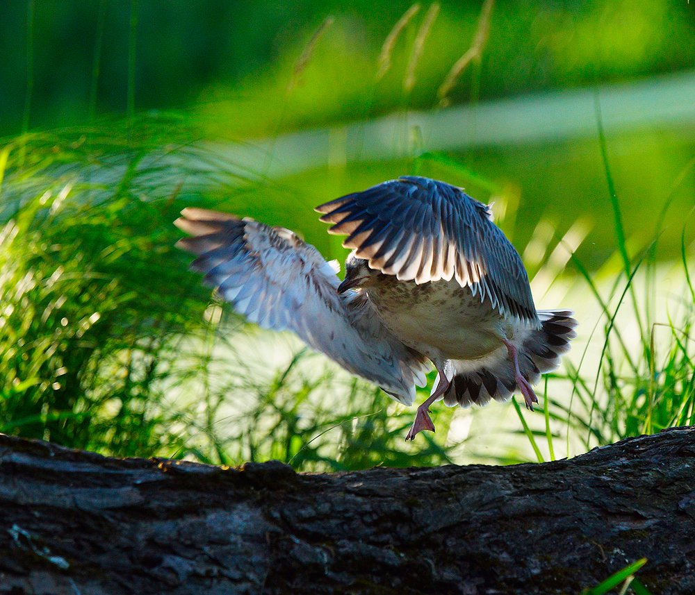 Эх,яблочко!