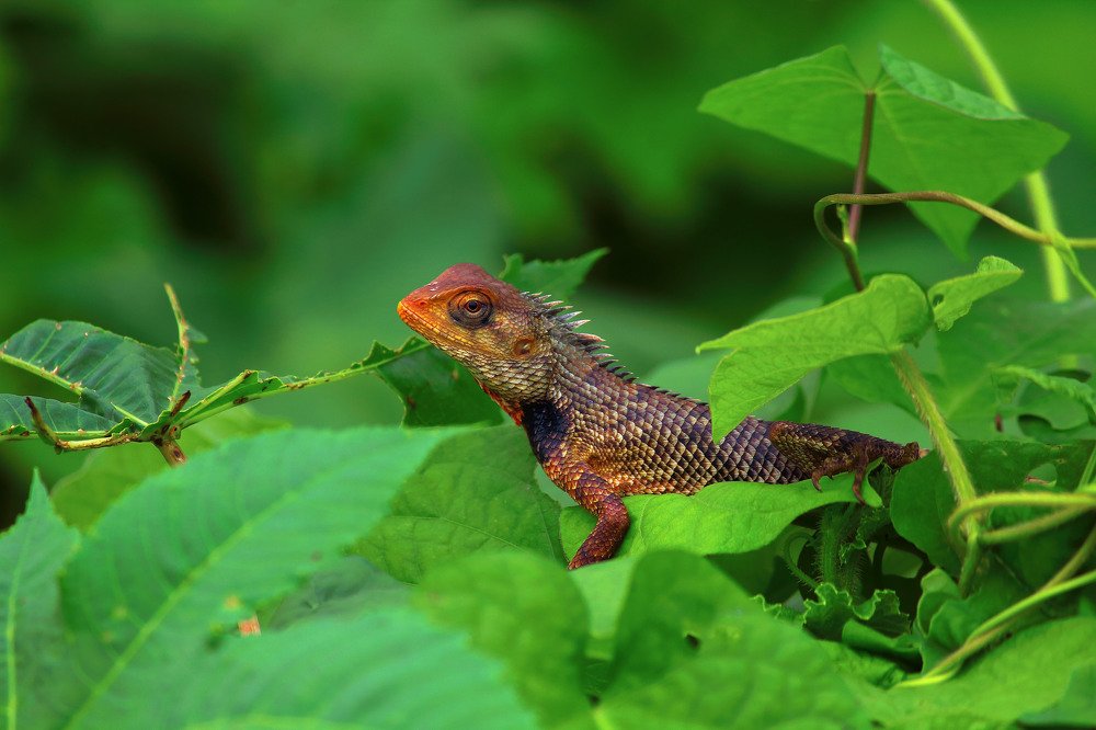 Hidden Nature Beauty