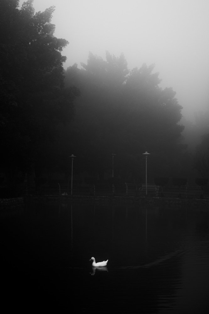Photograph by Navid Matrian pour