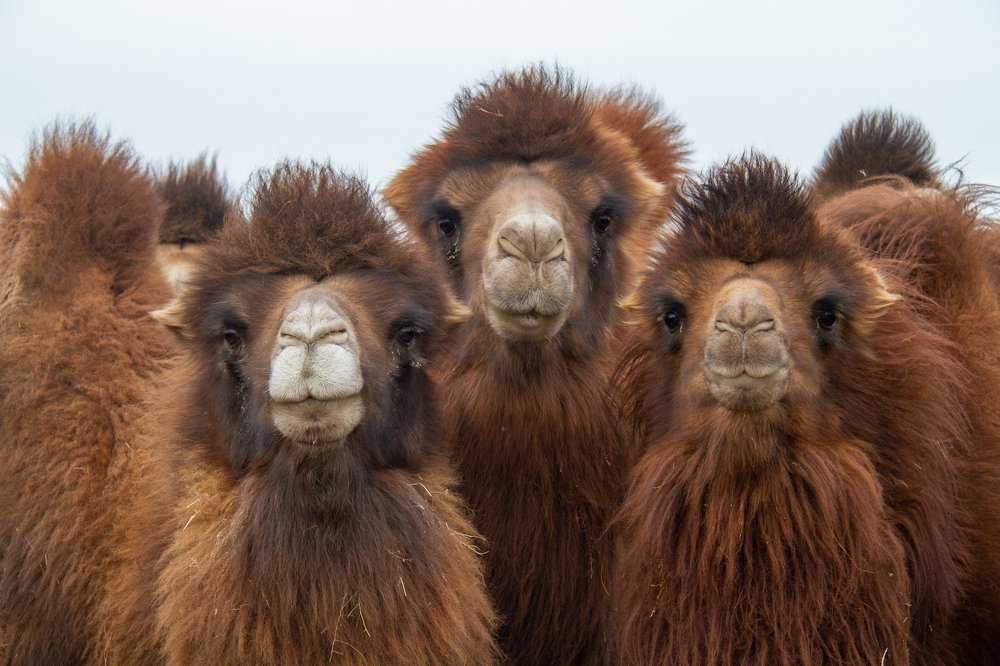 Photograph by Munkhjargal Jigmeddorj