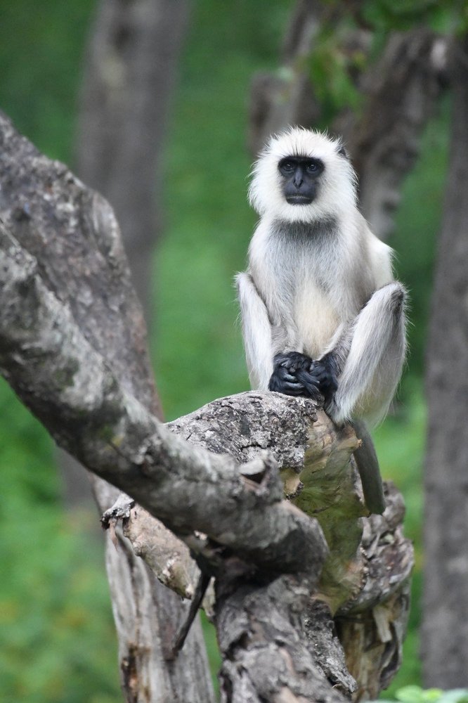 Photograph by Preet saluja