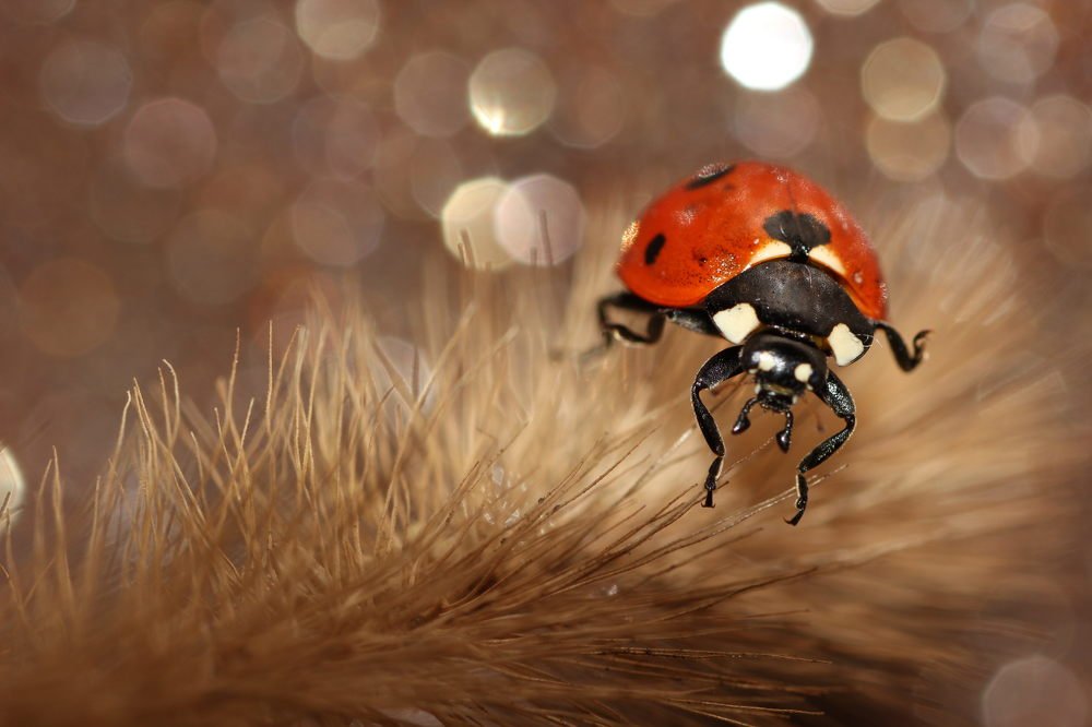 Божья коровка, ladybug