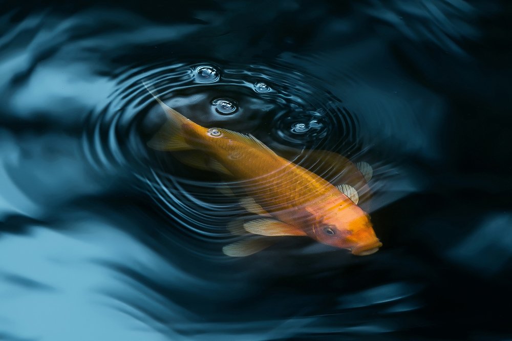 Фотография автора Ibrahim Nabeel