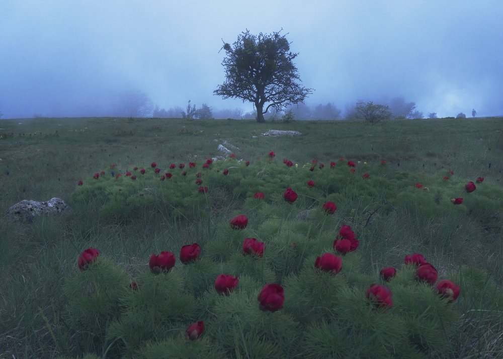 Photograph by Евгения Буш